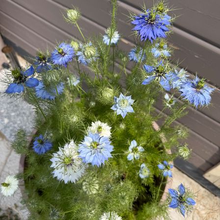 Ein Nahaufnahme von einem Topf voller blauer und weißer Blumen, möglicherweise eine Art Kornblume, mit grünen Blättern und Stielen.