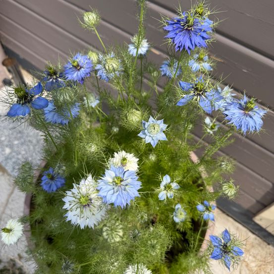 Ein Nahaufnahme von einem Topf voller blauer und weißer Blumen, möglicherweise eine Art Kornblume, mit grünen Blättern und Stielen.