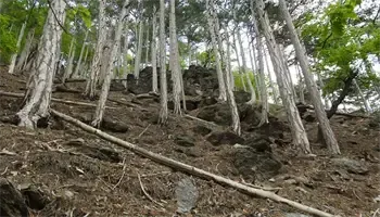 Ein Hügel mit hohen, schlanken Bäumen, auf dem Steine verstreut sind und ein abgebrochener Ast auf dem Boden liegt.