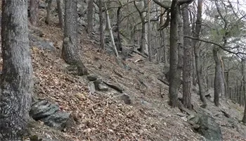 Ein steiles bewaldetes Hügelgelände mit verstreuten Blättern und Felsen, Bäume im Hintergrund sichtbar.