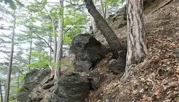 Ein felsiger Hang mit verstreuten Bäumen und verstreuten Blättern. Die Felsen sind grau und zerklüftet, und die Bäume haben grüne Blätter. Der Boden ist mit vertrockneten Blättern bedeckt.