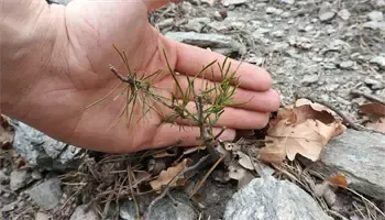 Eine Hand hält einen kleinen, jungen Kiefernbaum mit grünen Nadeln auf einer felsigen, erdigen Oberfläche mit einigen trockenen Blättern.