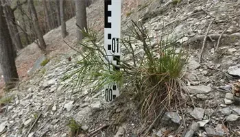 Eine kleine Pflanze mit spärlichen grünen Blättern wächst in felsigem Gelände. Ein weißer Stock mit Maßen steht dahinter. Bäume und Pflanzen umgeben das Gebiet.