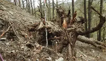 Eine Waldszene mit einem umgestürzten Baumstamm und freiliegenden Wurzeln, ein Messstab ist gegen den Stamm gestellt, was auf eine Messung hinweist. Der Boden ist mit Schmutz und Schutt bedeckt.
