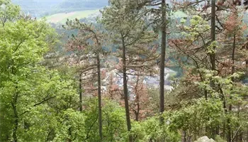 Ein Wald mit einer Mischung aus grünen und braunen Bäumen. Ein entfernter Blick auf eine Stadt mit sichtbaren Gebäuden. Der Himmel ist klar und blau.