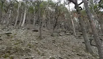Ein bewaldeter Hang mit verschiedenen Bäumen und Sträuchern, einige blattlos, andere mit grünen Blättern. Der Boden ist steinig und uneben und zeigt Erosionsspuren.