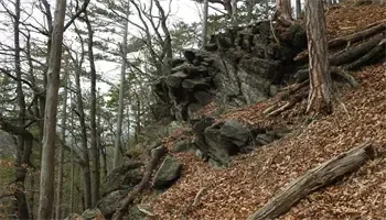 Ein felsiger Hang mit spärlicher Vegetation, trockenen Blättern und sichtbaren Baumwurzeln. Im Hintergrund zeigt sich ein dichter Wald mit kahlen Bäumen.