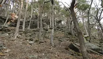 Eine raue Waldlandschaft mit zahlreichen Bäumen und großen Felsen. Der Boden ist uneben und mit Erde und Laub bedeckt. Die Bäume haben dicke Stämme und Äste.