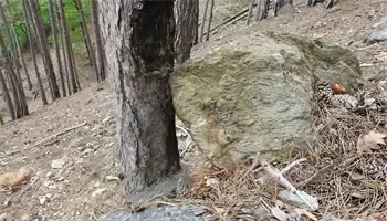 Ein großer Baumstamm mit einem Loch darin steht am Hang neben einem Felsen. Das Gebiet ist mit Blättern und Zweigen bedeckt.