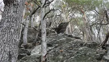 Eine felsige Waldlandschaft mit hohen Bäumen und einer großen Felsformation in der Mitte. Die Bäume sind kahl und haben verstreute gefallene Blätter um sich herum.