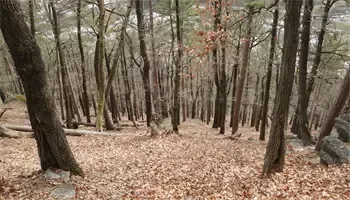Ein dichter Wald mit hohen Bäumen und einem schmalen Pfad, der mit abgefallenen Blättern bedeckt ist. Einige Steine sind auf dem Boden verstreut. Das Sonnenlicht filtert durch die Bäume und schafft eine friedliche Atmosphäre.