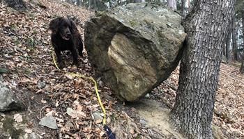 Ein schwarzer Hund steht neben einem großen Felsen in einem bewaldeten Gebiet mit gefallenen Blättern. Ein gelbes Seil ist am Felsen befestigt.