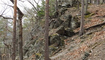 Ein felsiger Hang mit verstreuten Blättern und Moos, mit mehreren hohen Bäumen mit kahlen Ästen.