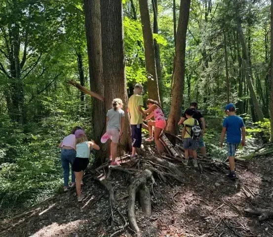 Eine Gruppe von Kindern erkundet einen Wald, wobei einige auf Baumwurzeln klettern. Sie tragen Freizeitkleidung und scheinen an einer Aktivität beteiligt zu sein.