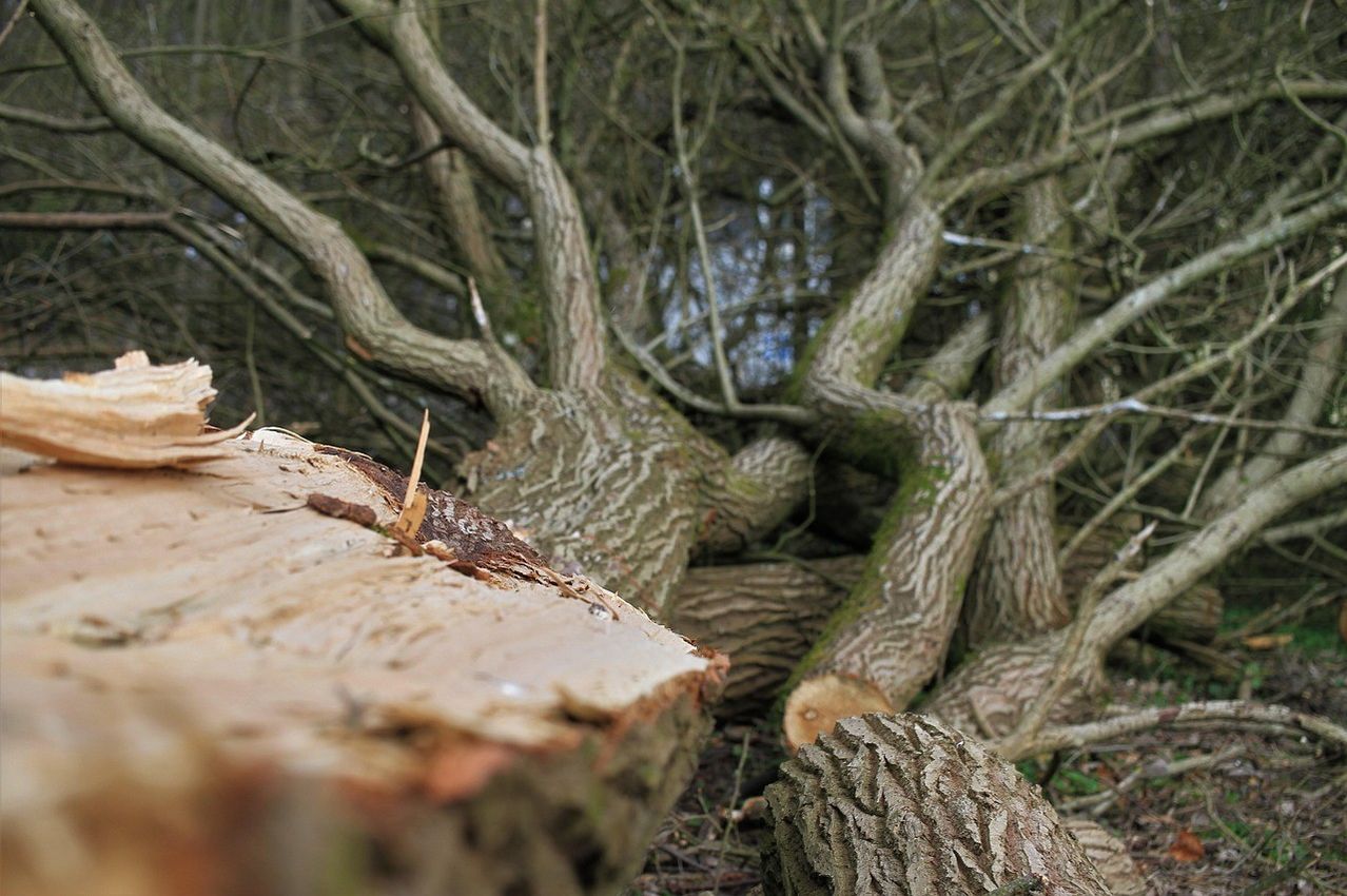 A fallen tree trunk lies on the ground, with branches and leaves scattered around. The tree appears to have been cut down.