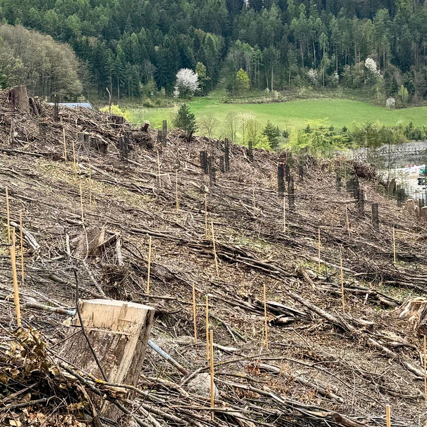 Ein Hügel mit vielen Baumstümpfen und abgesägten Ästen. Im Hintergrund ein üppiges grünes Feld mit Bäumen und einem Gebäude.
