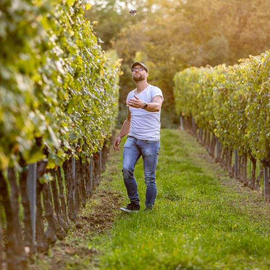 Ein Mann in einem weißen T-Shirt und Jeans steht in einem Weinberg und schaut überrascht nach oben. Der Weinberg ist üppig mit grünen Blättern und Reihen von Weinreben.