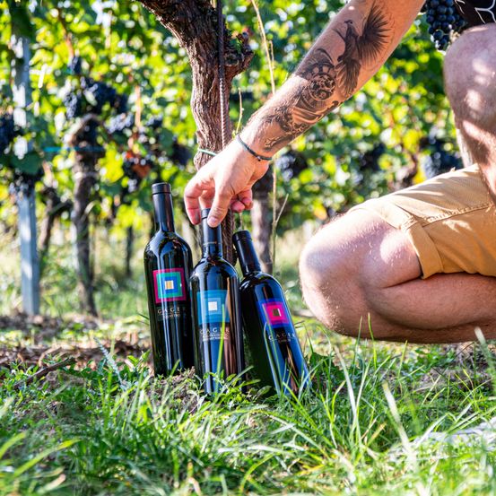 Ein Mann kniet in einem Weinberg und hält drei Flaschen Wein. Er hat eine Tätowierung am Arm und ist von Weinreben umgeben.