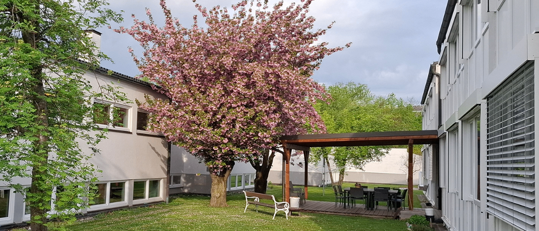 Ein blühender Kirschbaum steht in der Mitte eines Hinterhofs. Eine Holzbank steht auf dem Rasen unter dem Baum. In der Nähe befindet sich eine Holzterrasse mit einem Tisch und Stühlen, die von einer Pergola umgeben ist.