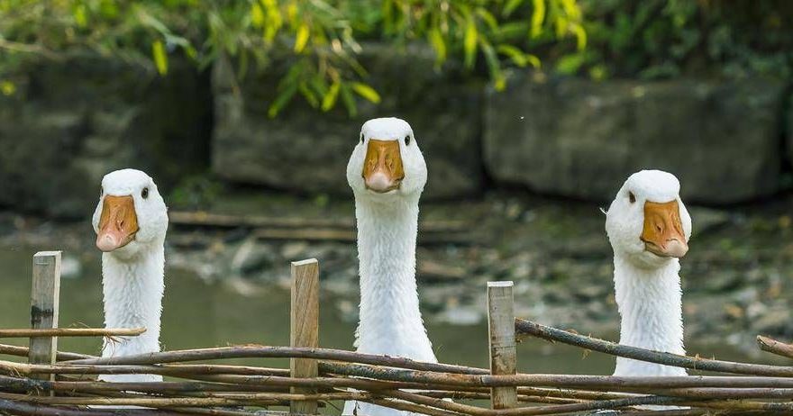 v1_migrated_image_91468704