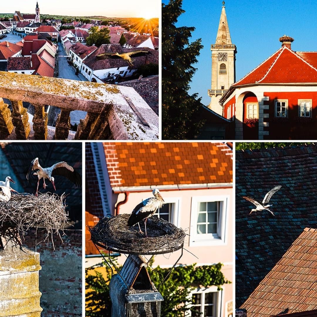 Bild enthält, House, Housing, Roof, Bell Tower, Bird, Stork, Waterfowl, Neighborhood, City, Clock Tower