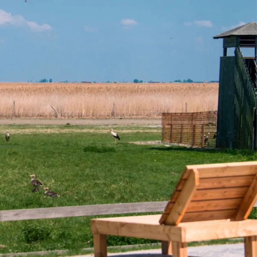 Ein grasbewachsenes Feld mit wilden Vögeln. Ein Holzstuhl ist im Vordergrund platziert. Ein Wachturm und ein Zaun sind im Hintergrund. Der Himmel ist klar mit einigen Wolken.
