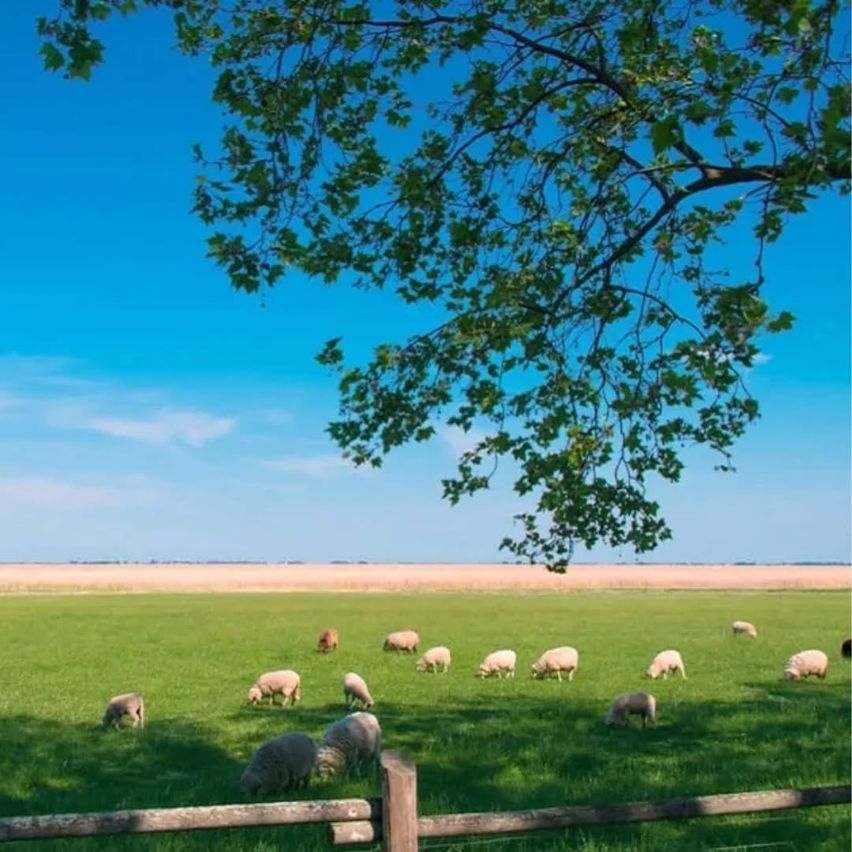 Ein Schaffeld unter einem Baum an einem sonnigen Tag. Die Schafe sind über das Feld verstreut und im Schatten des Baumes. Der Himmel ist blau mit ein paar Wolken.