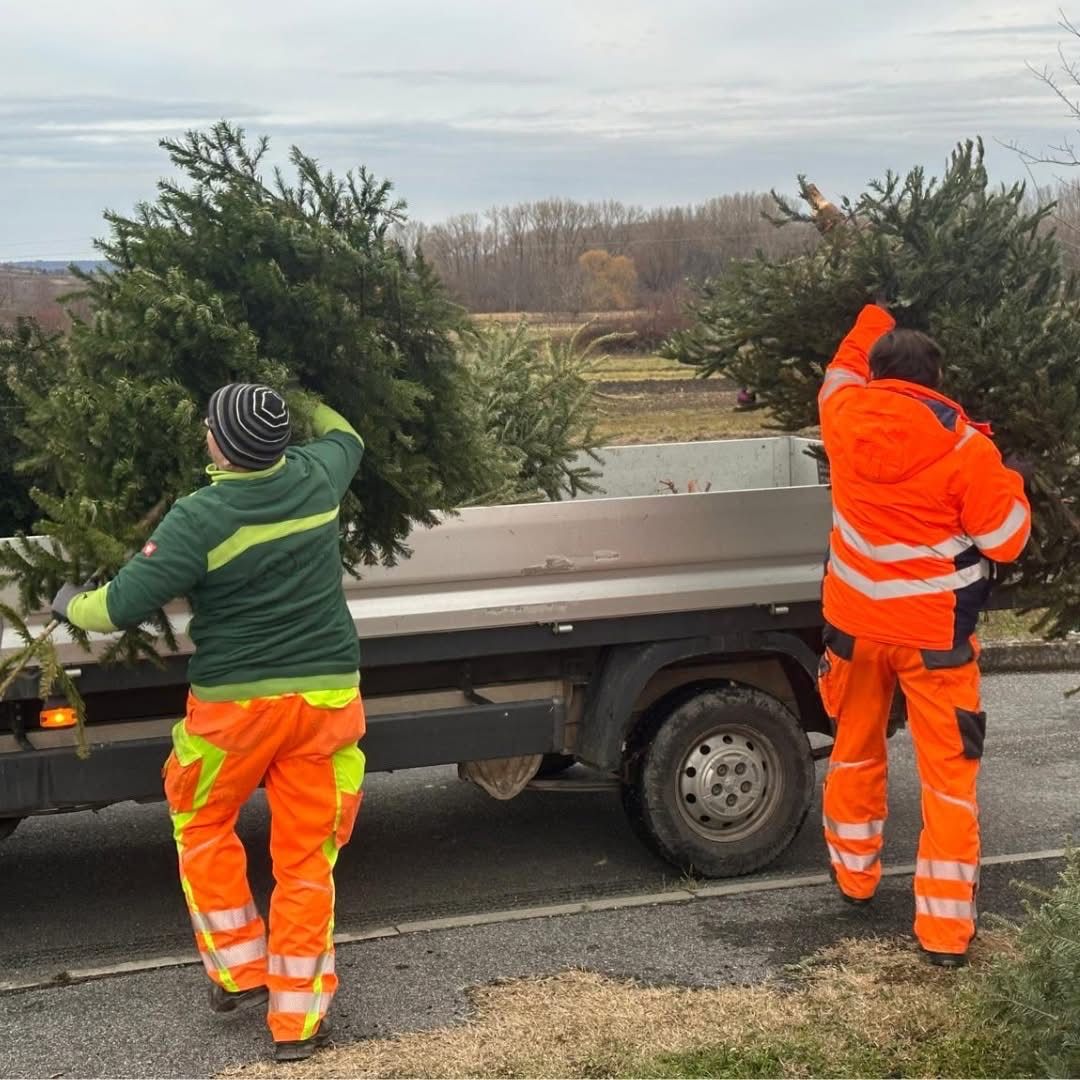 Zwei Arbeiter in reflektierender Kleidung laden Weihnachtsbäume von einem Lastwagen an einer Straßenseite aus, mit einem Feld und Bäumen im Hintergrund.