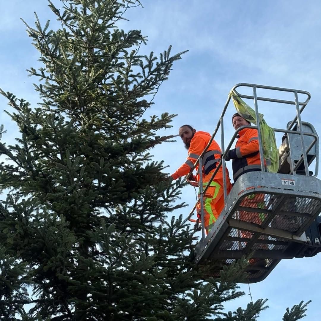 Zwei Arbeiter in orangefarbenen Uniformen schneiden einen hohen grünen Baum in einer Arbeitsbühne gegen einen bewölkten Himmel ab.