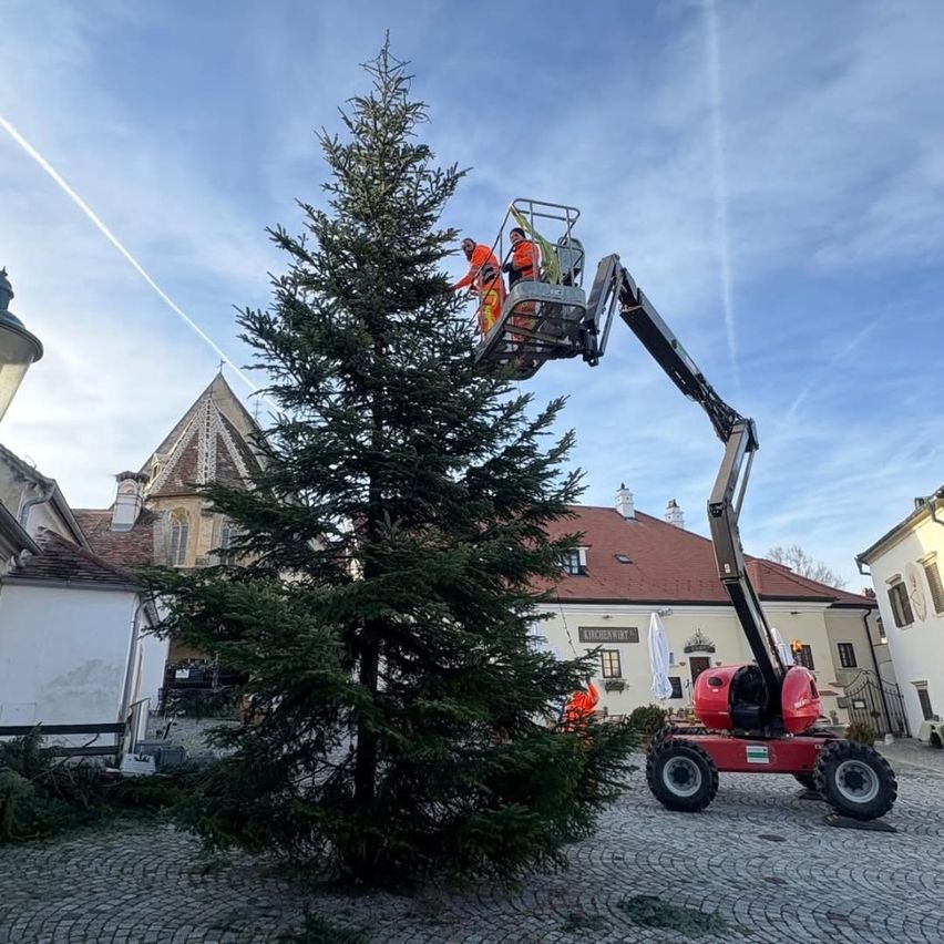 Zwei Arbeiter in Sicherheitsausrüstung stehen auf einer Kran, der eine große immergrüne Tanne in einem Stadtplatz schneidet, umgeben von Kopfsteinpflasterstraßen und historischen Gebäuden.