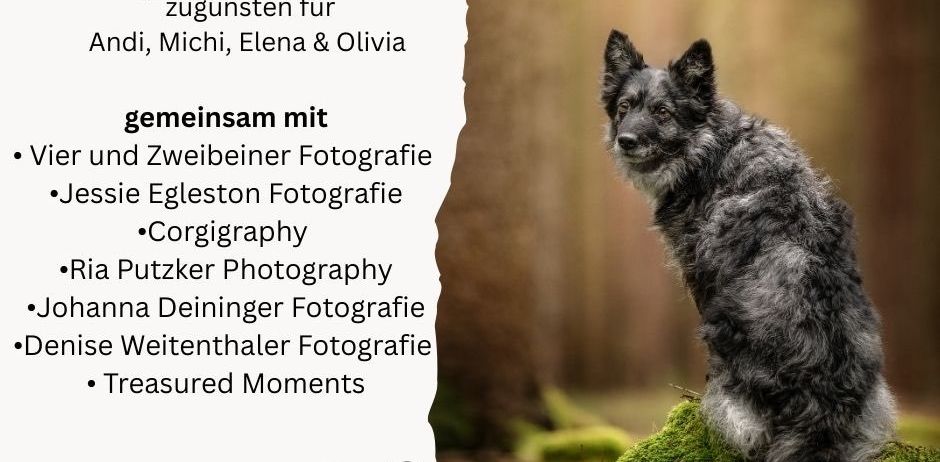 Ein Fotowalk-Poster zeigt einen Hund auf Moos mit Herzsymbol. Es listet Fotografen und Datum auf.