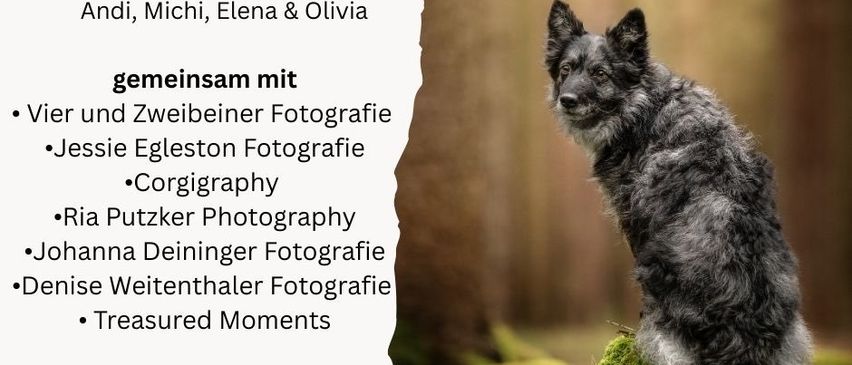 Ein Fotowalk-Poster zeigt einen Hund auf Moos mit Herzsymbol. Es listet Fotografen und Datum auf.