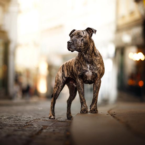 Ein brauner und schwarzer Hund mit einem weißen Fleck auf der Brust steht auf einer Stadtstraße. Der Hund sieht aufmerksam aus, mit aufgestellten Ohren und fokussierten Augen.