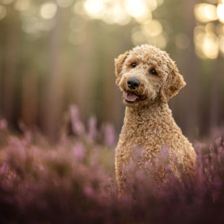 Ein goldenfarbener Pudel mit lockigem Fell steht in einem Feld mit lila Blumen und schaut direkt in die Kamera mit einem glücklichen Ausdruck.