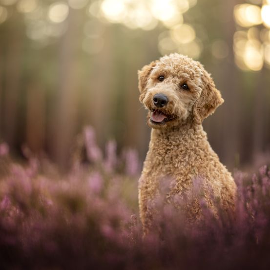 Ein goldenfarbener Pudel mit lockigem Fell steht in einem Feld mit lila Blumen und schaut direkt in die Kamera mit einem glücklichen Ausdruck.