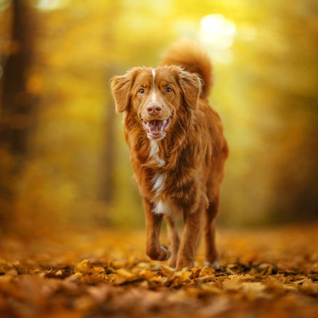 Ein brauner Hund mit einem weißen Fleck auf der Brust läuft durch einen Wald im Herbst, umgeben von gefallenen Blättern.