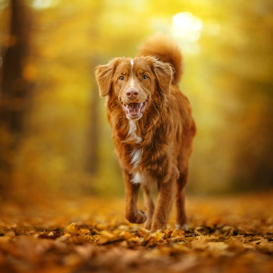 Ein brauner Hund mit einem weißen Fleck auf der Brust läuft durch einen Wald im Herbst, umgeben von gefallenen Blättern.