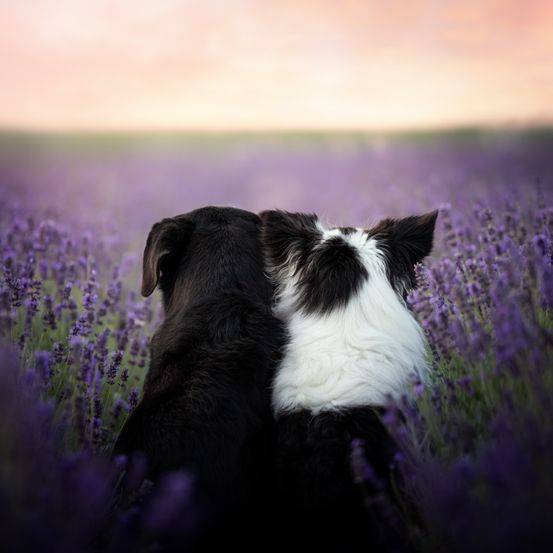 Zwei Hunde, einer schwarz und einer schwarz-weiß, stehen in einem Lavendelfeld bei Sonnenuntergang. Die Lavendelblüten sind lila und grün.