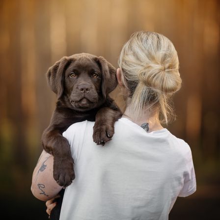 Eine Frau mit Tätowierungen trägt einen Schoko-Labrador-Welpen auf der Schulter und schaut nach vorne.