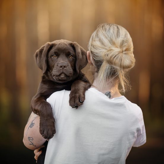 Eine Frau mit Tätowierungen trägt einen Schoko-Labrador-Welpen auf der Schulter und schaut nach vorne.