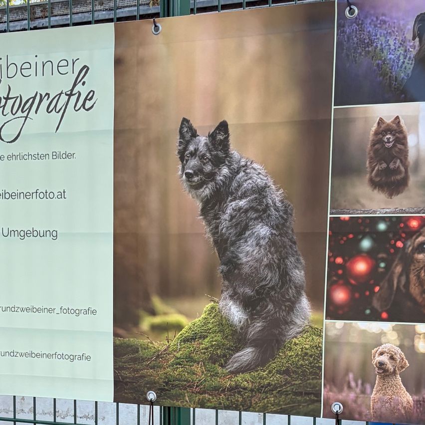 Ein Plakat zeigt einen grauen Hund auf Moos, umgeben von verschiedenen Hundefotos im Hintergrund. Der Text lautet 'Weiberfotografie' und enthält eine Website.