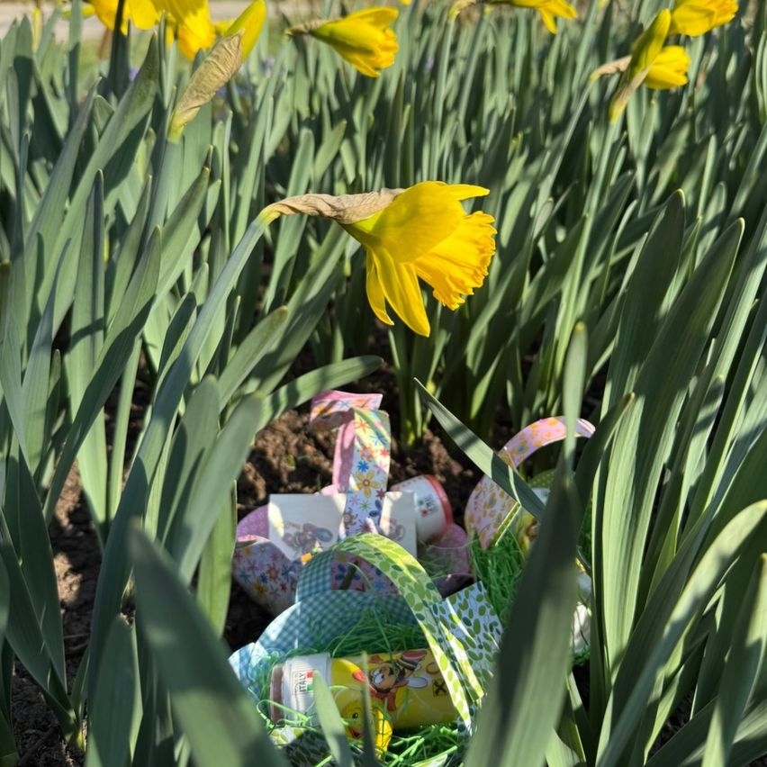 Ein Garten voller blühender Narzissen und Ostereier, die auf dem Boden zwischen den Pflanzen verstreut sind.