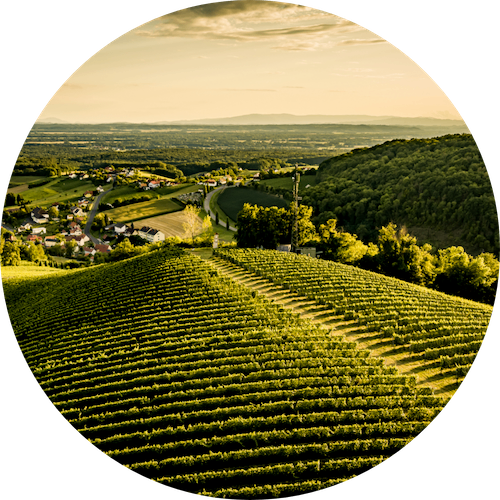 Ein Panoramablick auf ein üppiges grünes Weingut mit Reihen von Weinstöcken, Häusern und einem kleinen Dorf im Hintergrund, vor einem bewölkten Himmel.