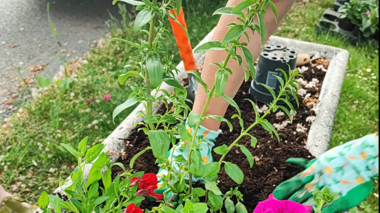 v1_migrated_image_56258610