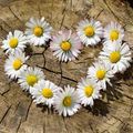 Ein herzförmiges Arrangement aus weißen Gänseblümchen mit gelben Zentren auf einer hölzernen Oberfläche.
