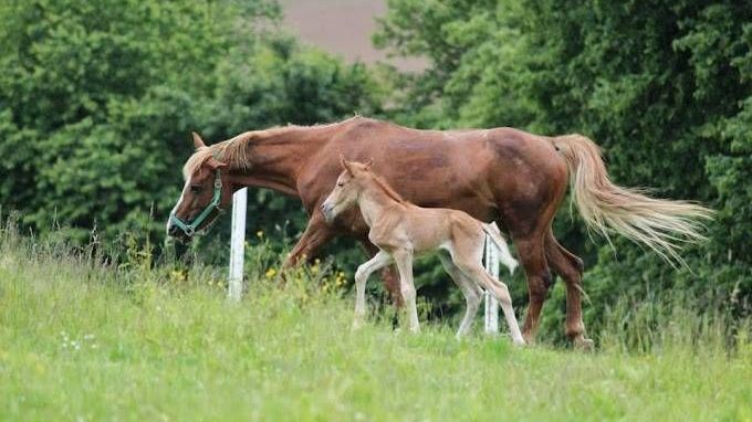 v1_migrated_image_33690776