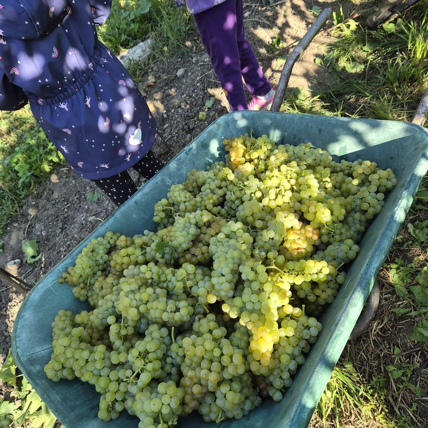 Ein Kind in einem Regenmantel hält einen grünen Schubkarren voller grüner Trauben. Ein weiteres Kind in lila Hose steht hinter dem Schubkarren.