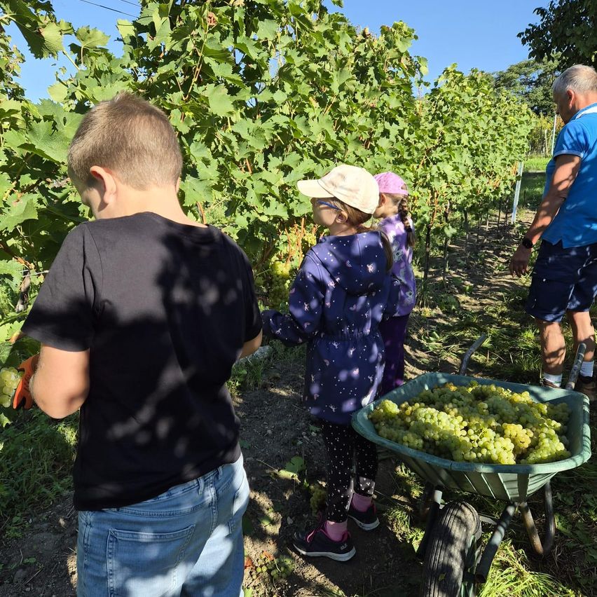 Mehrere Kinder und ein Mann pflücken Trauben in einem Weinberg, wobei ein Kind einen Korb mit Trauben hält.