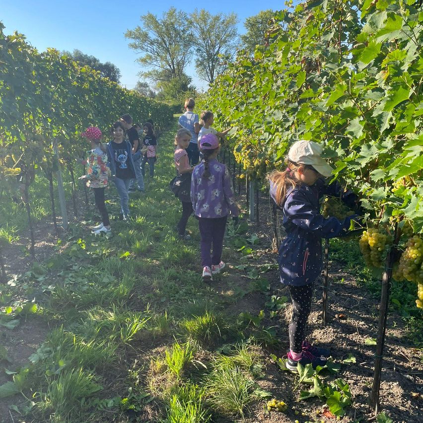 Eine Gruppe von Kindern, einige mit Mützen, pflücken in einem Weinberg unter klarem Himmel Trauben.