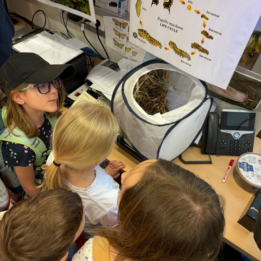 Mehrere Kinder versammeln sich um einen Schreibtisch und betrachten einen Sack mit getrocknetem Gras und ein Poster, das den Lebenszyklus eines Schmetterlings darstellt.